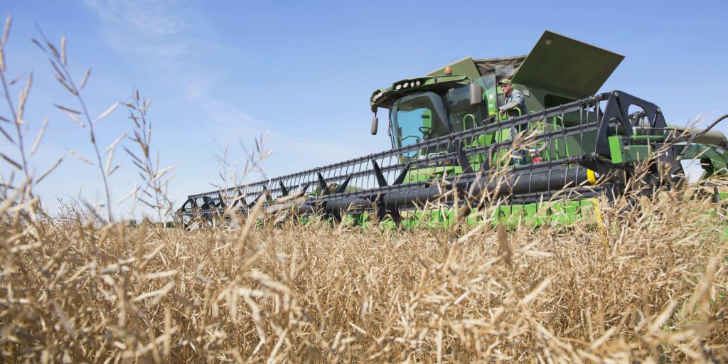 AAC Brown Elite: High Yield Hybrid Condiment Mustard Seed