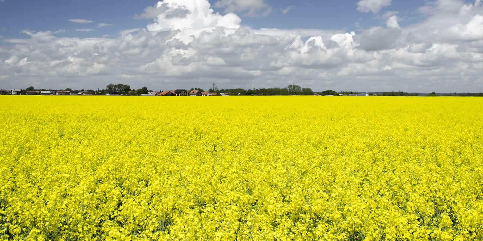 Field of Mustard in Bloom