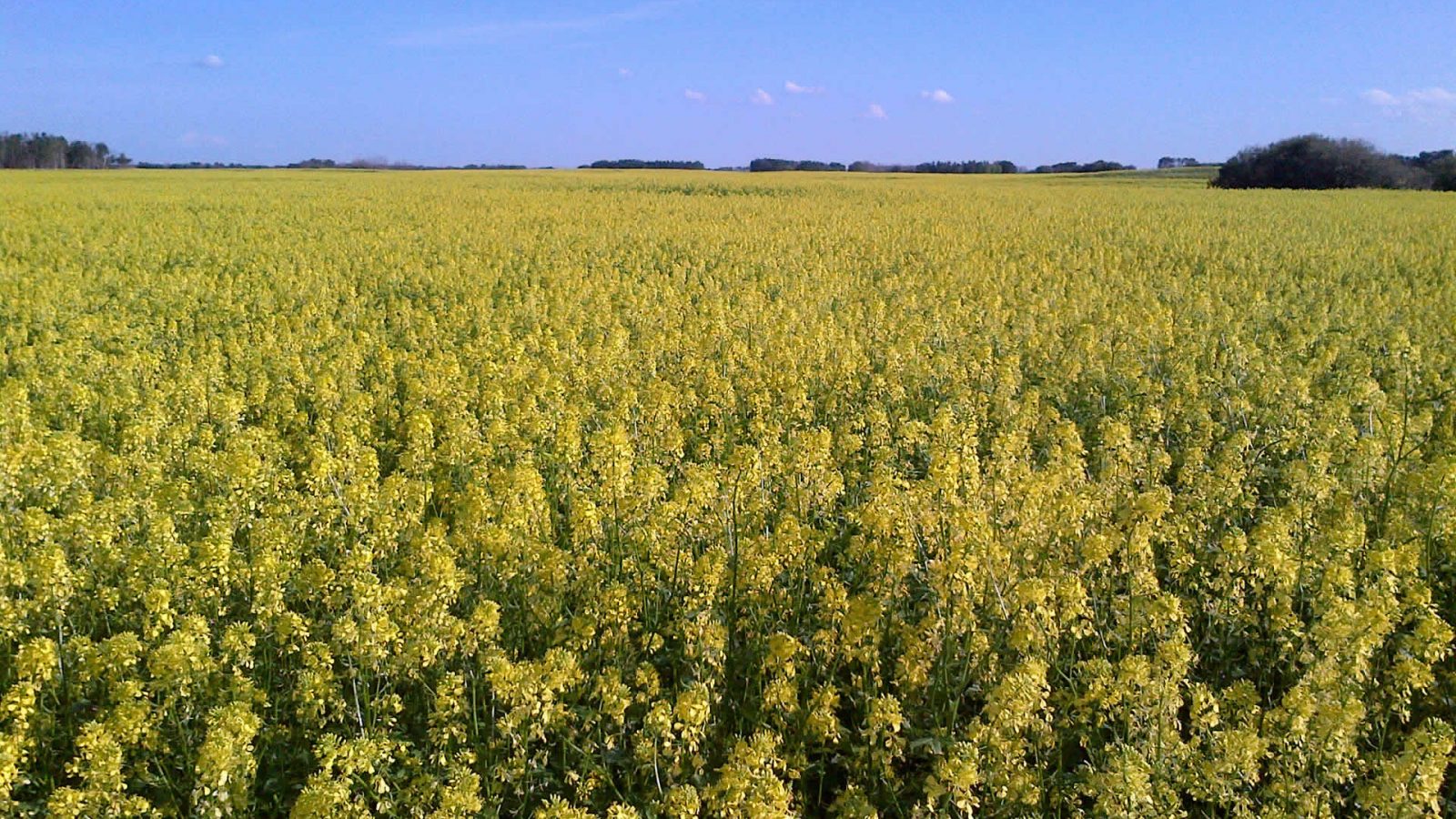 Mustard Field in Bloom